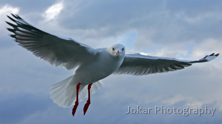 Malua Bay 0140-2.jpg - Silver Gull at Bateman's Bay